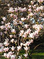 Magnolia Soulangeana (fam Magnoliacees) (Photo F. Mrugala) (1)
